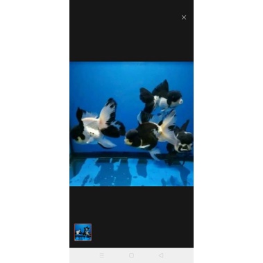 Ikan hias koki panda