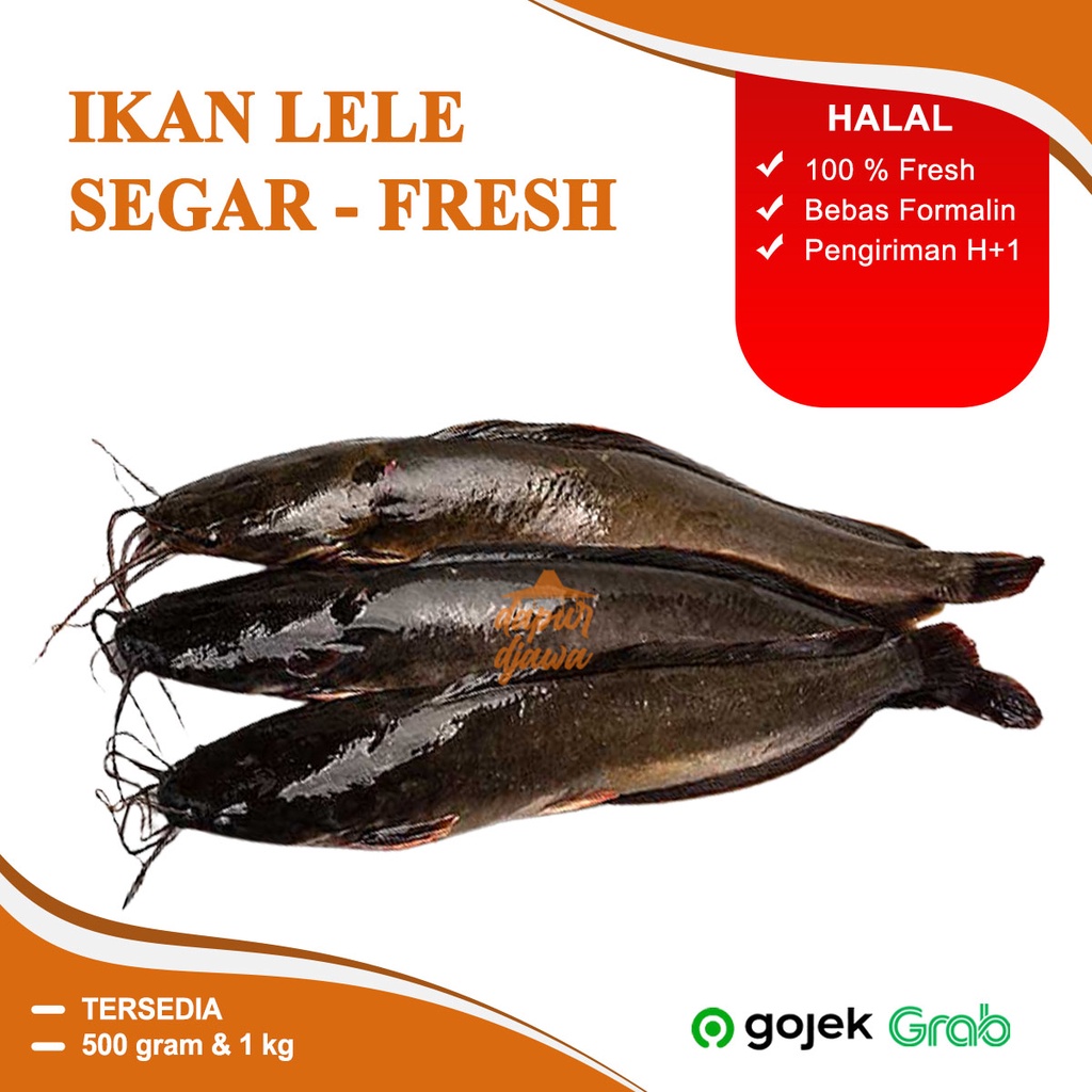 

IKAN LELE SEGAR BERSIH MURAH FRESH FISH 500GR 1KG HIDUP