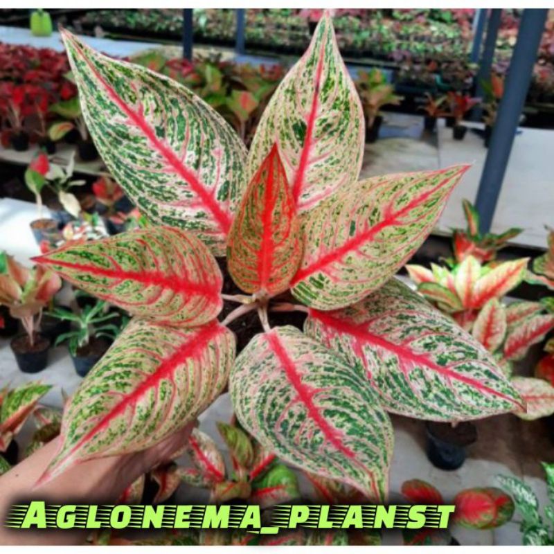 NEWPROMO MURAHBonggol Aglonema Red Legacy tulang ikan