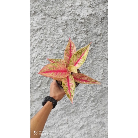 aglaonema red legacy