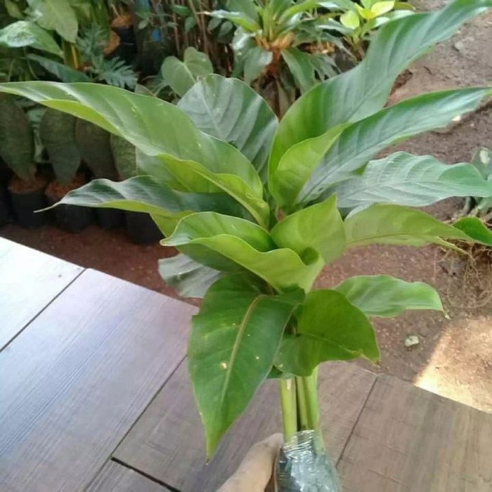 

pohon pisang bali