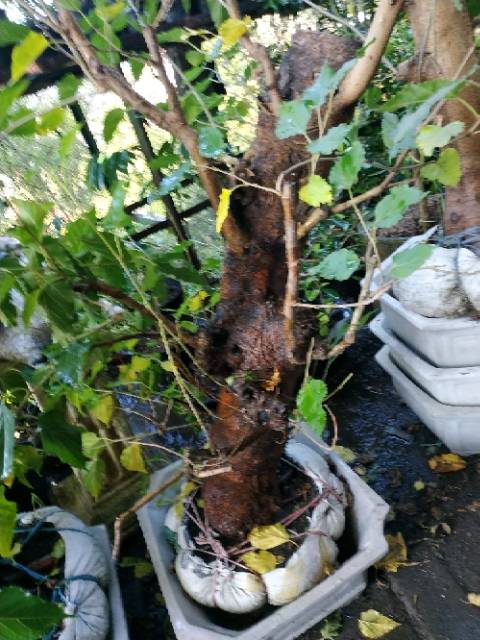 Bahan Bonsai Murbei Besar Shopee Indonesia