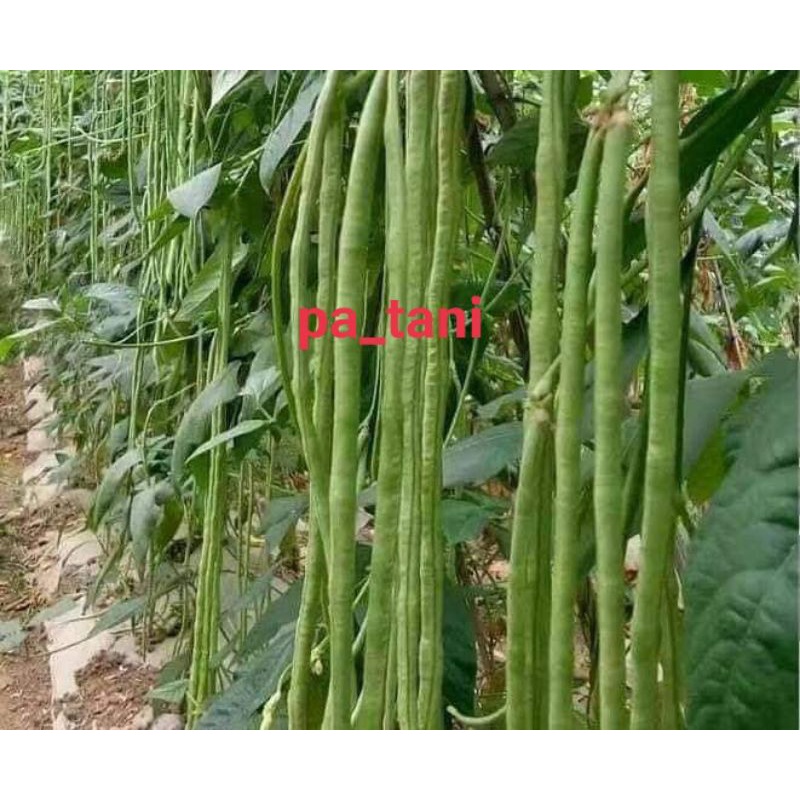

KACANG PANJANG