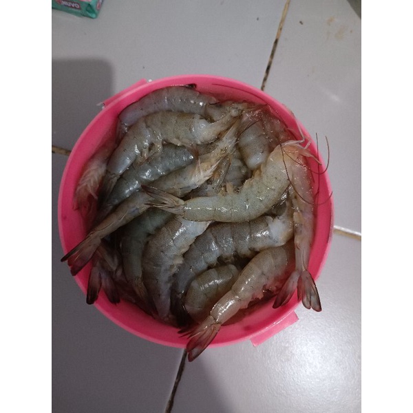 

udang frozen