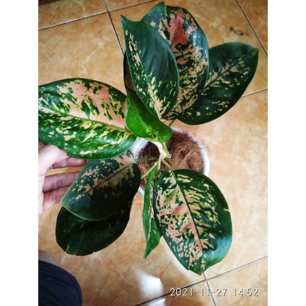 aglonema kochin Tembaga jumbo/dewasa