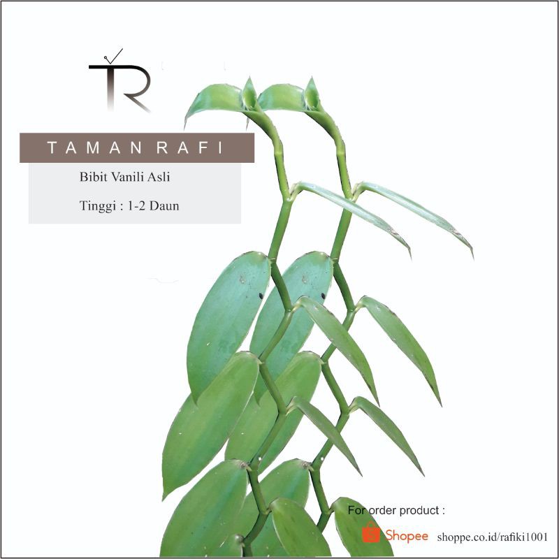 Bibit Tanaman Vanili Unggul