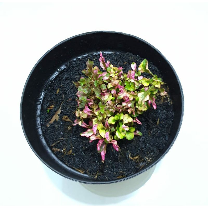 Grosir Tanaman Hias Bandung Murah Aglonema Krokot Merah