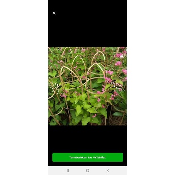 bunga air mata pengantin // tanaman hias bunga air mata pengantin pink