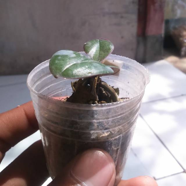 Seedling Anggrek bulan