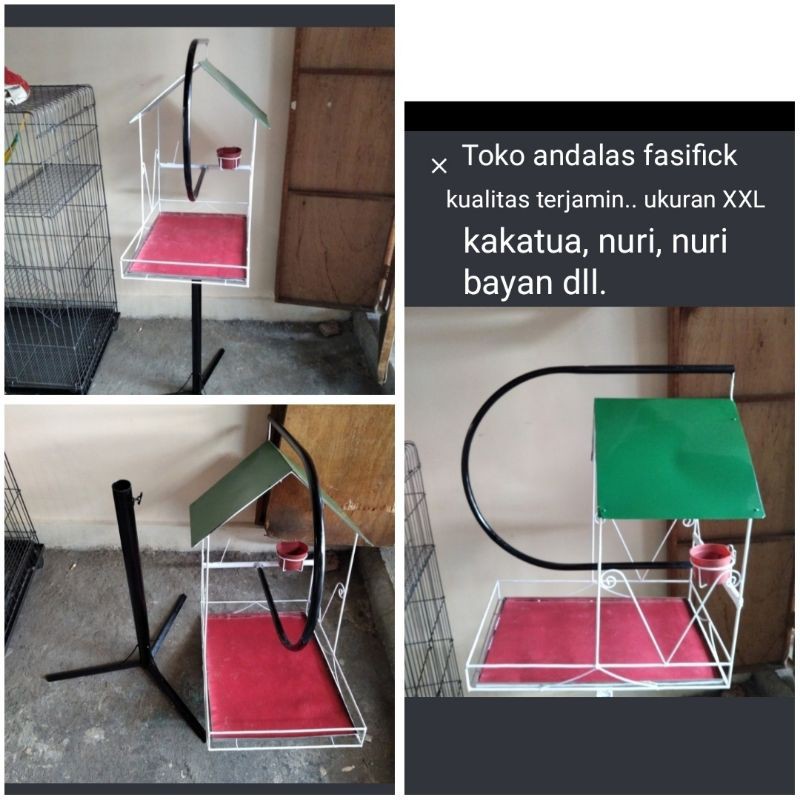 tangkringan burung kakatua