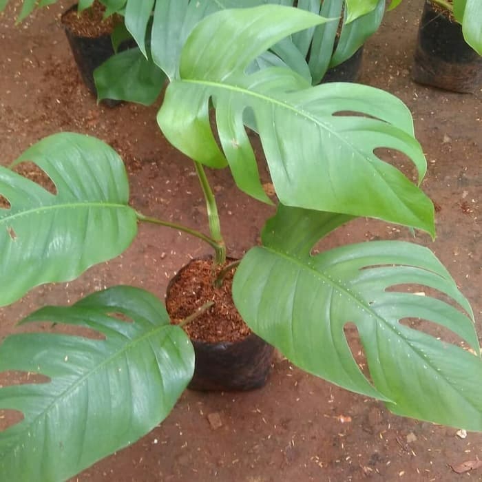 Tanaman Hias Monstera Epipremnum Pitanum Monstera Ekor Naga Shopee Indonesia