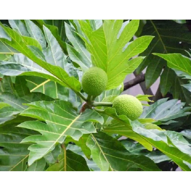

Daun sukun pucuk 55 Lembar