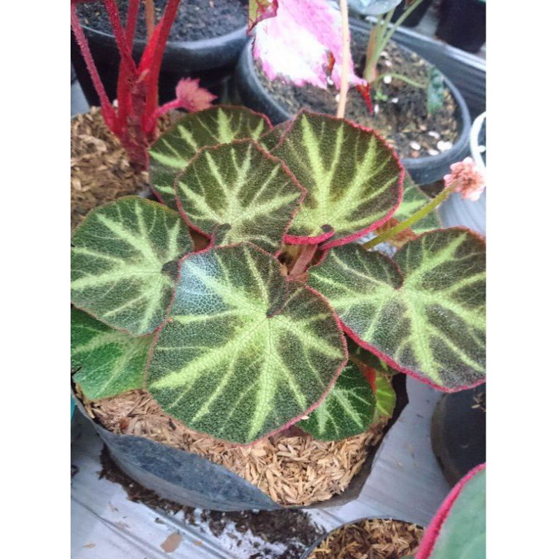 Begonia Karpet