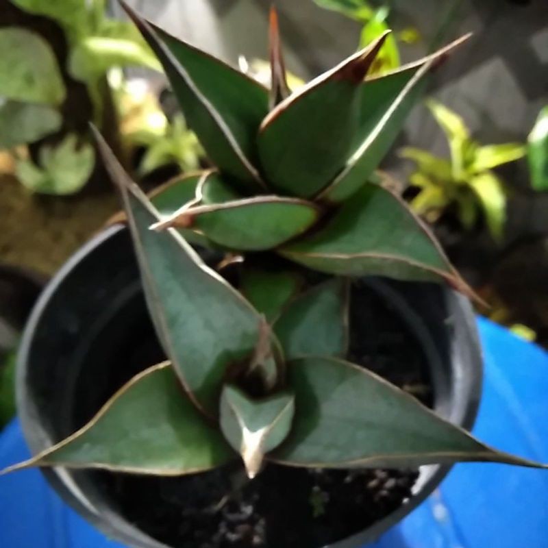 Sansevieria Pinguiculata
