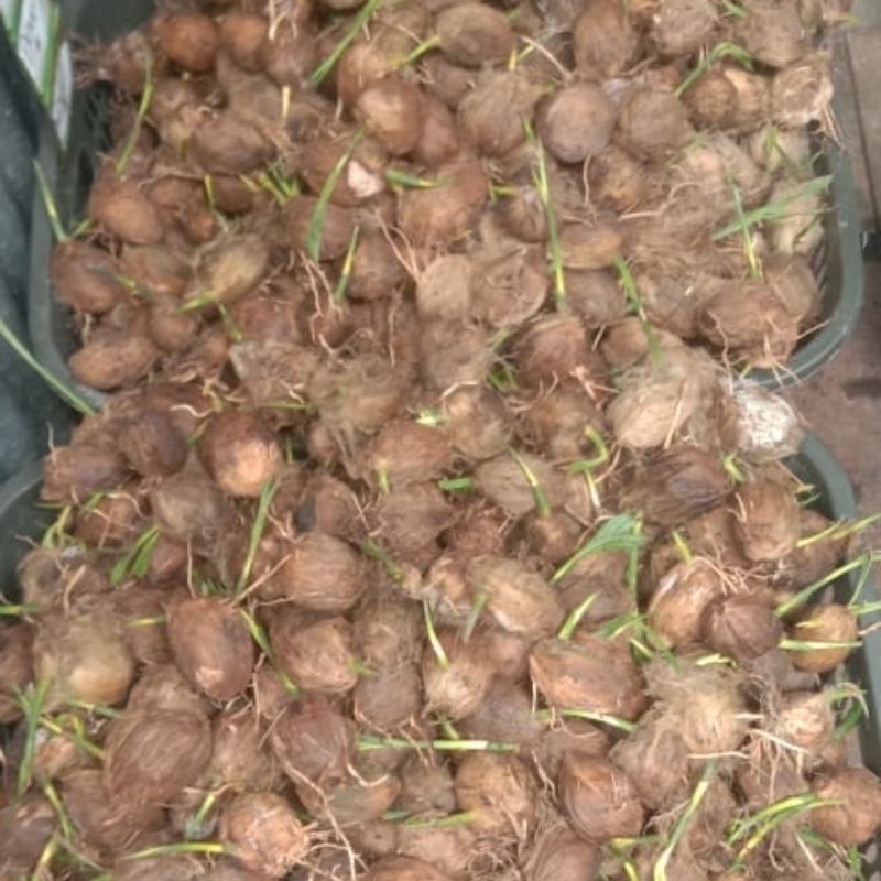 kecambah pinang betara