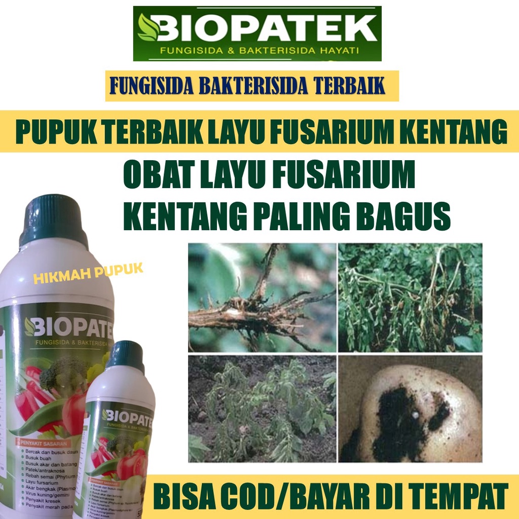 (TERLARIS) BIOPATEK Pupuk Organik Cair Mengatasi Layu Fusarium pada Tanaman & Buah Kentang Paling Am
