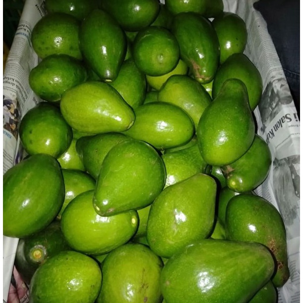 

FRESH4YOU_ALPUKAT MENTEGA LEGIT KEMASAN 1KG