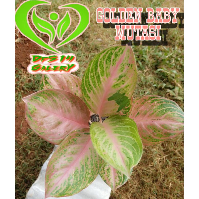 Aglaonema golden baby mutasi