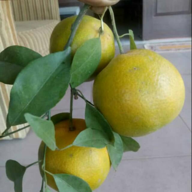 

Jeruk siem madu