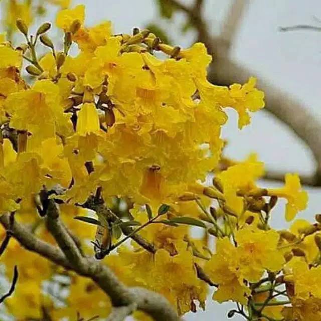 tanaman hias bunga sakura tabebuya kuning bunga sakura tanaman hias bunga sakura tabebuya kuning bunga sakura