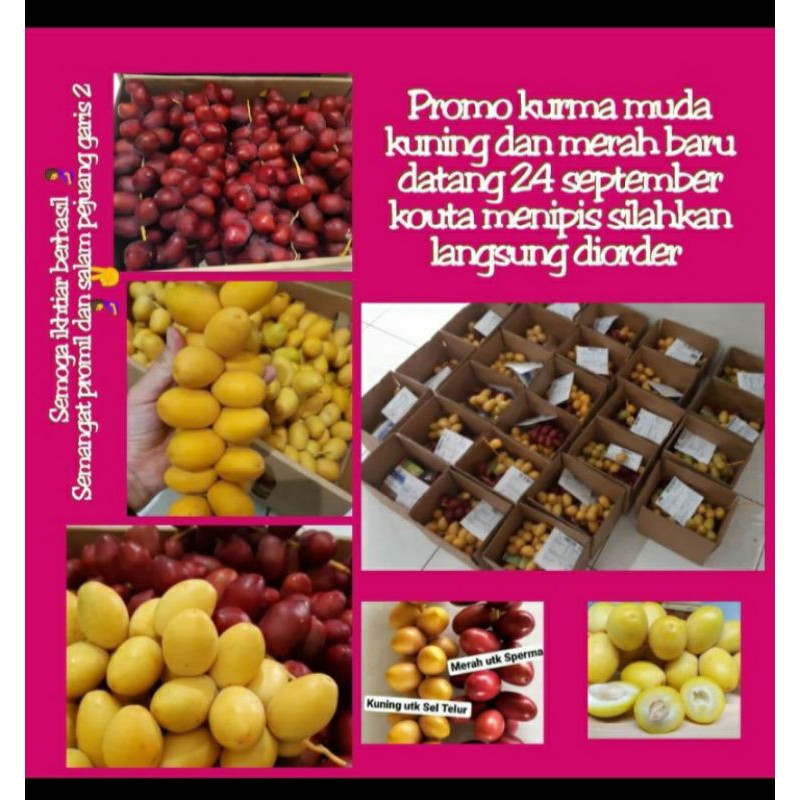 

SALE kurma muda kuning untuk promil 100 gram