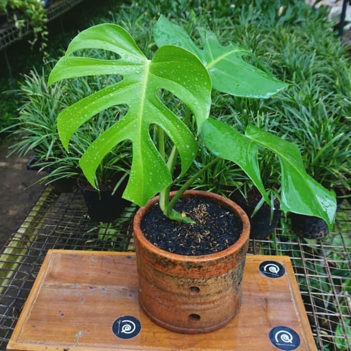 Tanaman Hias Monstera Deliciosa Tanaman Hias Monstera Shopee Indonesia
