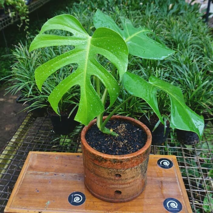 Promo Jual Tanaman Hias Monstera Deliciosa Ukuran Sedang Shopee Indonesia