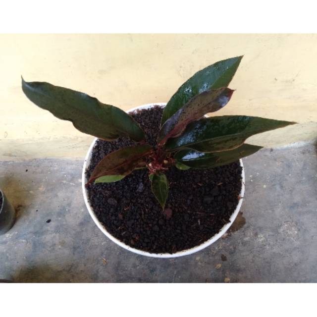 Anthurium burgundy