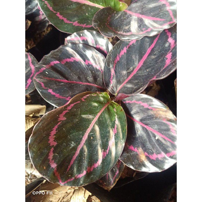 Calathea Black Lipstik Dewasa - Tanaman Hias - Calathea Dewasa