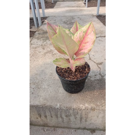 AGLONEMA LOD