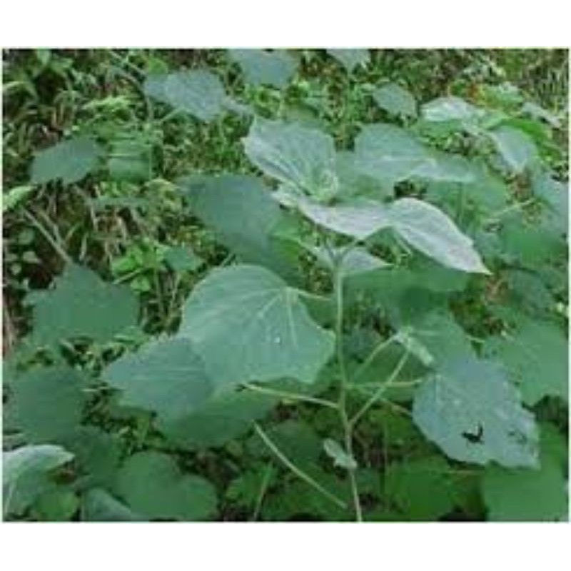 

daun pulutan /1kg