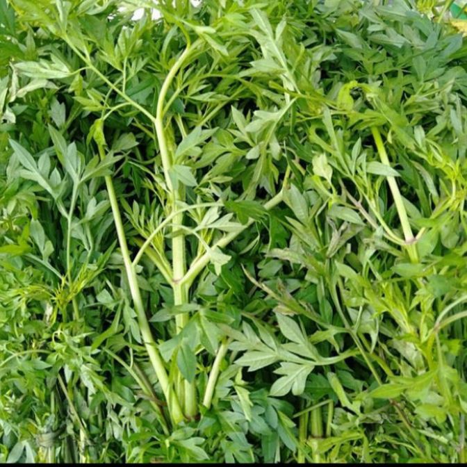 

Daun Kenikir Organic