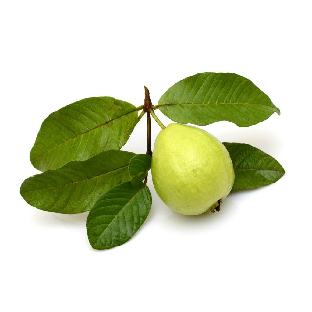 

Daun Jambu Biji Segar Langsung Dipetik