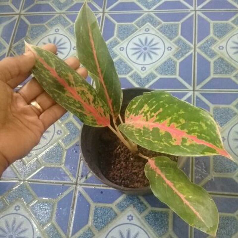 aglonema sexylia ssuai fto+bonus.COD