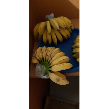 

GM Buah pisang kepok kuning matang pohon no obat 1 sisir