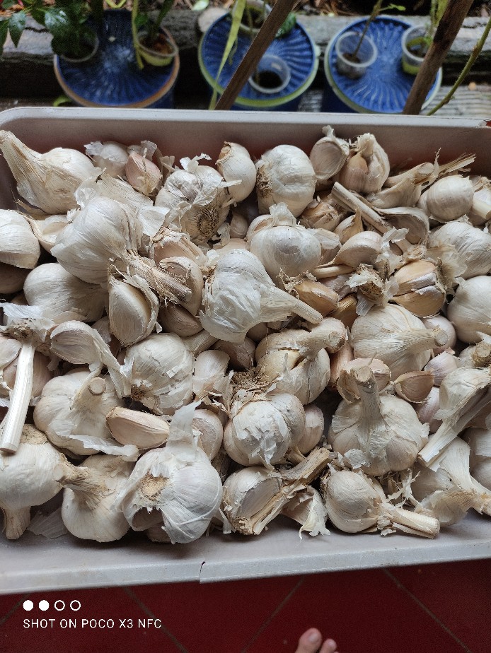 Bawang Merah Lokal 1kg