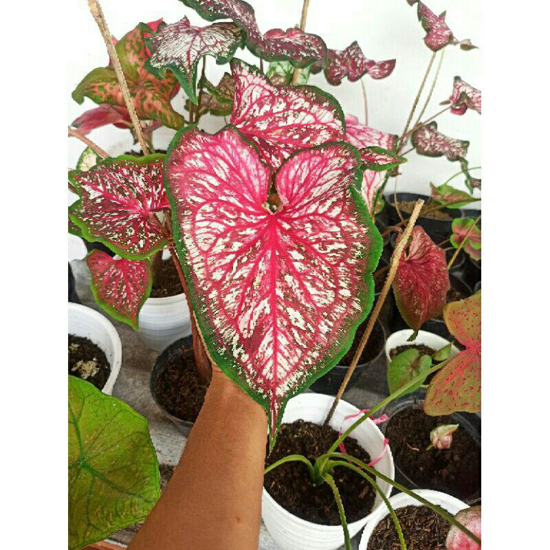 tanaman hias caladium lance worton remaja keladi hias