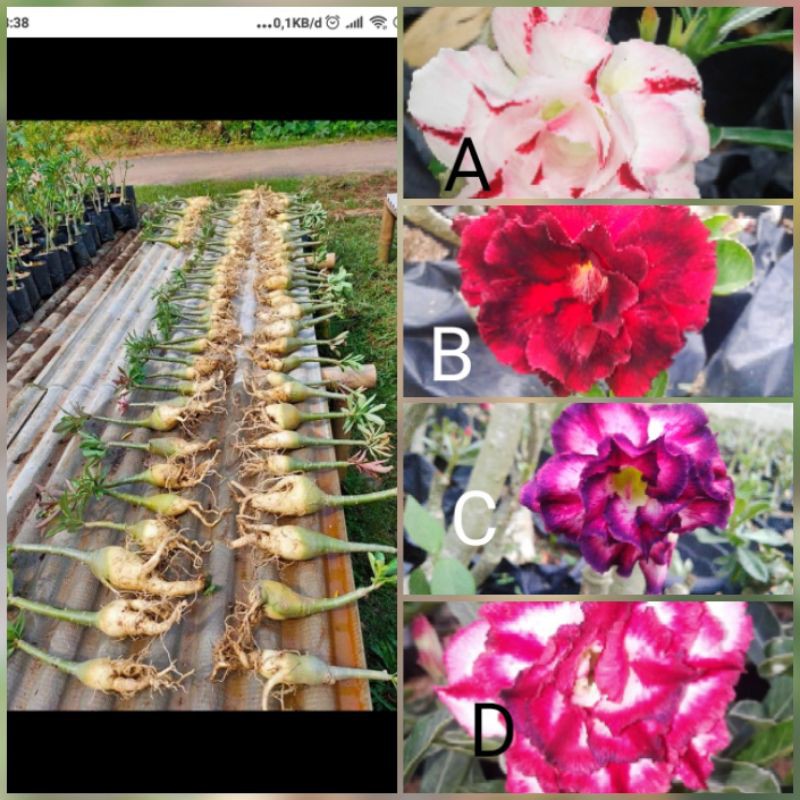 Paket 4 batang Adenium tumpuk/grafting