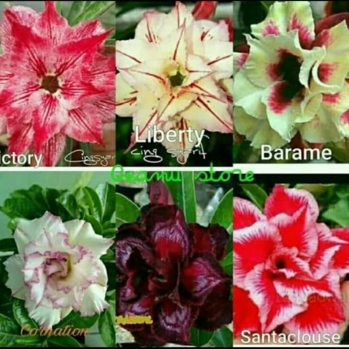 

Paket 6 bibit bunga adenium-kamboja jepang ( HOKI OFFICE STORE )