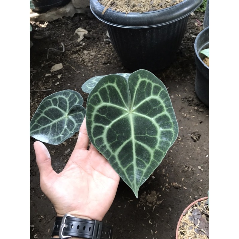 Anthurium Clarinervium Ori