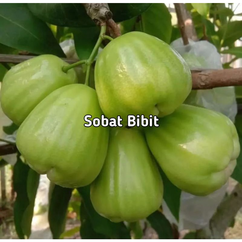 Bibit Jambu Cincalo Hijau