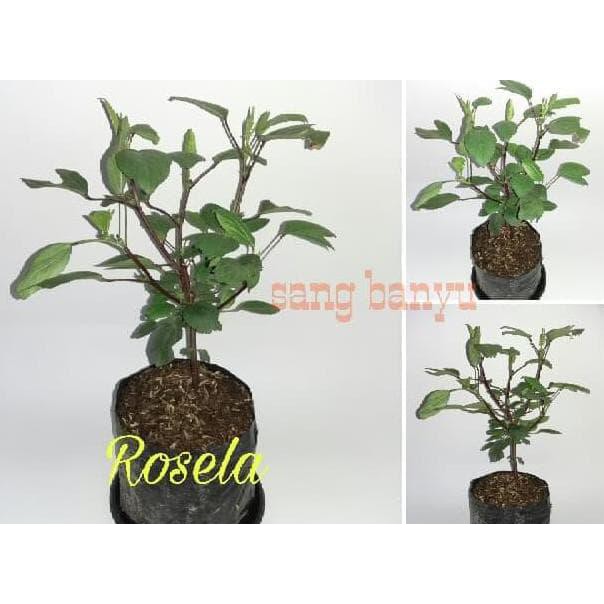 Produk Ready Bln Bibit Tanaman Rosela Rosella Herbal Toga B4Ck