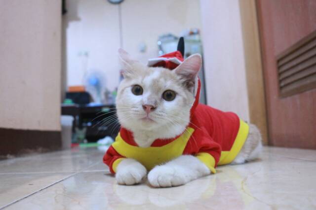 Kostum ayam x naga untuk kucing dan anjing / baju kucing murah size S M L XL