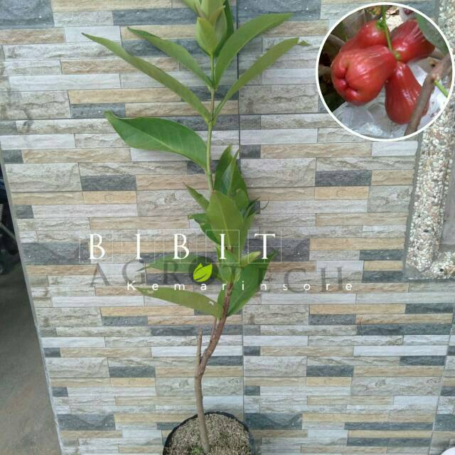 Bibit Jambu Air Kusuma Merah/Tanaman Jambu Air Kusuma Merah(Jaminan Original)