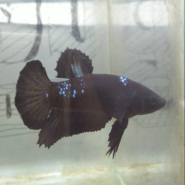 Cupang avatar gordon real pict