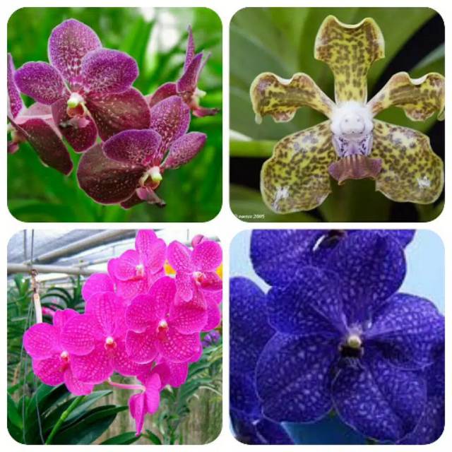 Seedling Anggrek Vanda Hybrid
