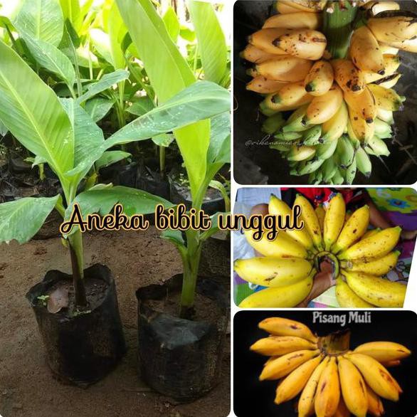 Jual Clir Bibit Buah Pisang Muli Atau Pisang Gadis Atau Pisang Lampung