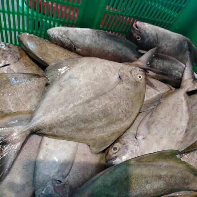 

IKAN BAWAL HITAM FRESH