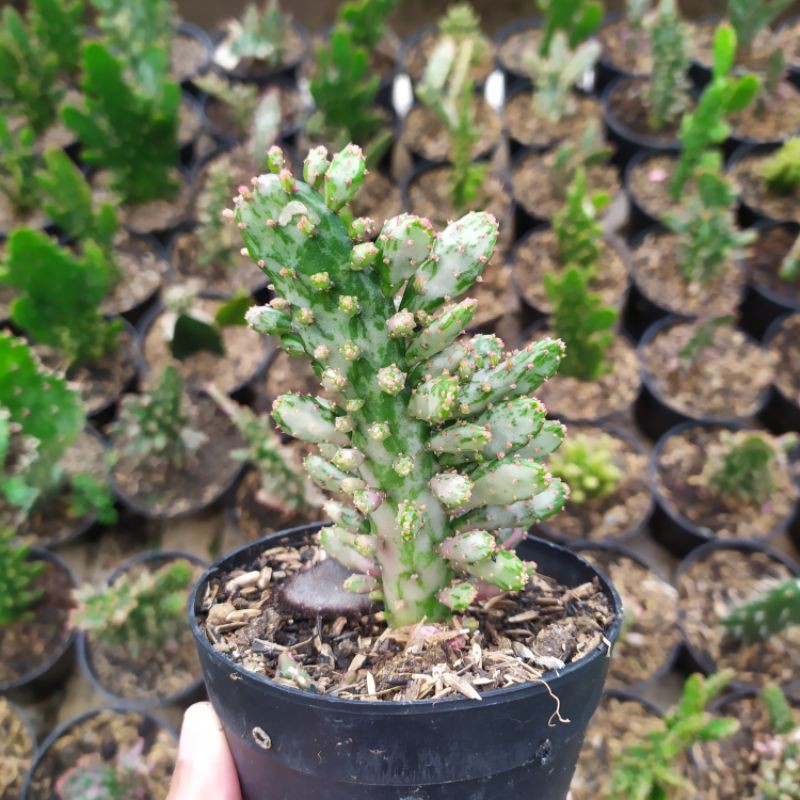 Opuntia monacantha varigata bigsize jumbo