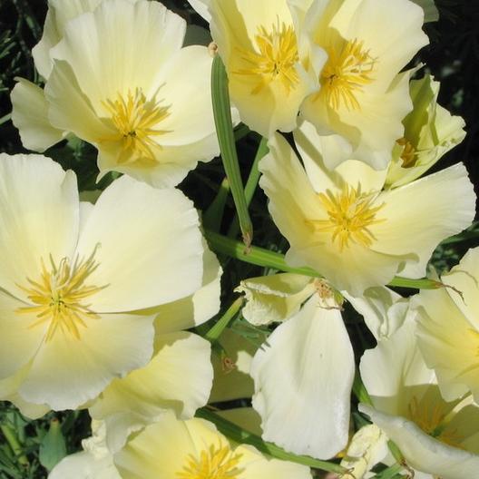 Benih Bibit Biji - Bunga California Poppy White Linen Flower Seeds - IMPORT